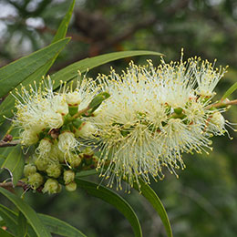 limpiatubos blanco